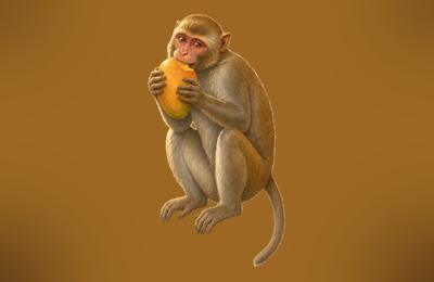 Painted monkey clutching a mango